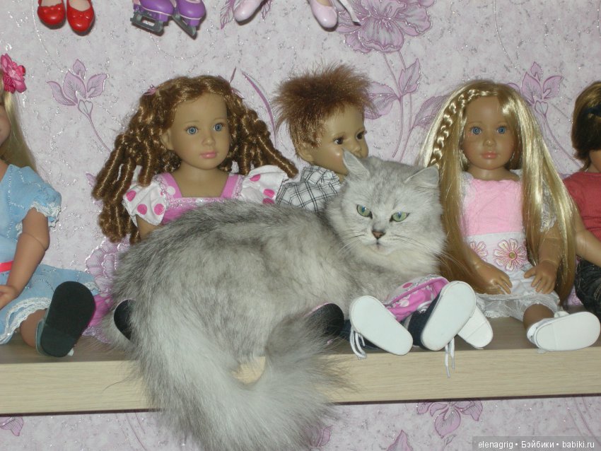 Кошки в нашем доме — В мире животных: смешные фото питомцев и зверей