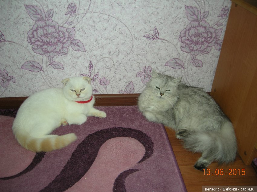 Кошки в нашем доме — В мире животных: смешные фото питомцев и зверей