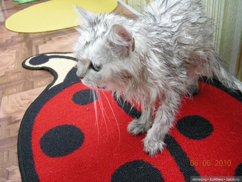 Кошки в нашем доме — В мире животных: смешные фото питомцев и зверей