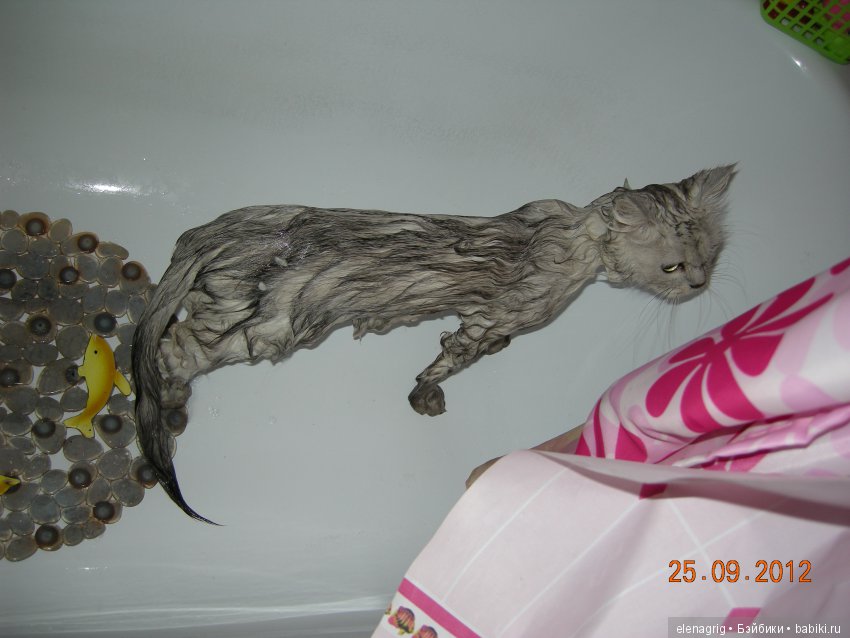 Кошки в нашем доме — В мире животных: смешные фото питомцев и зверей