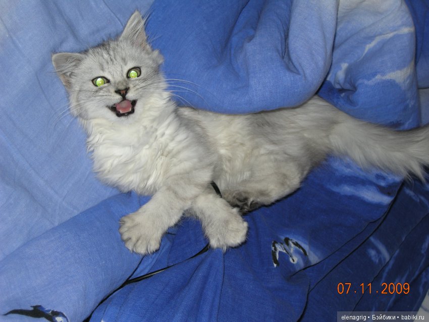 Кошки в нашем доме — В мире животных: смешные фото питомцев и зверей