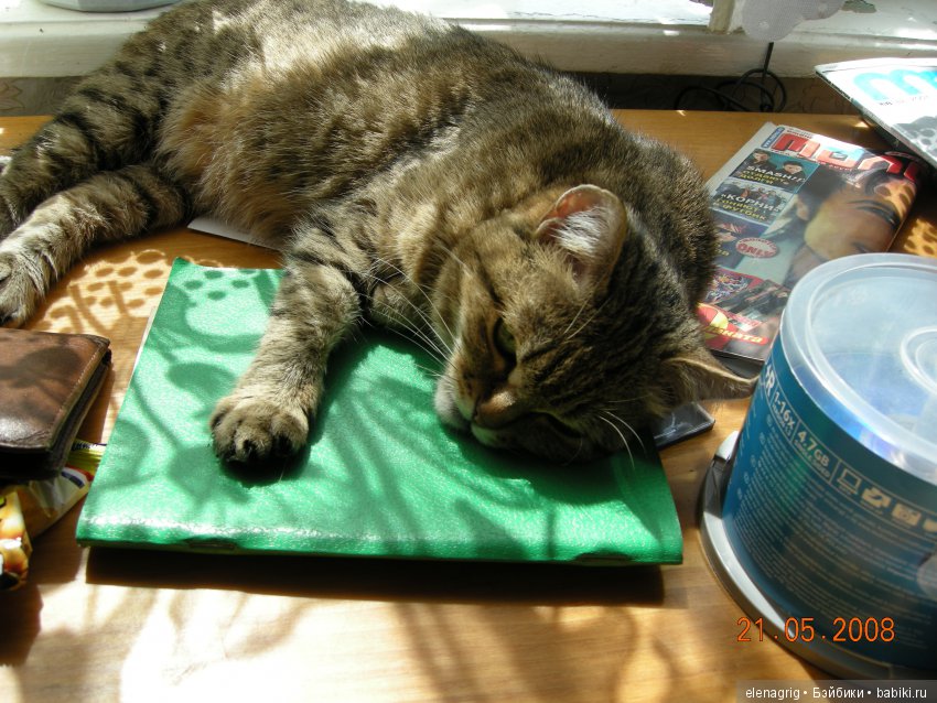 Кошки в нашем доме — В мире животных: смешные фото питомцев и зверей (фото 2)