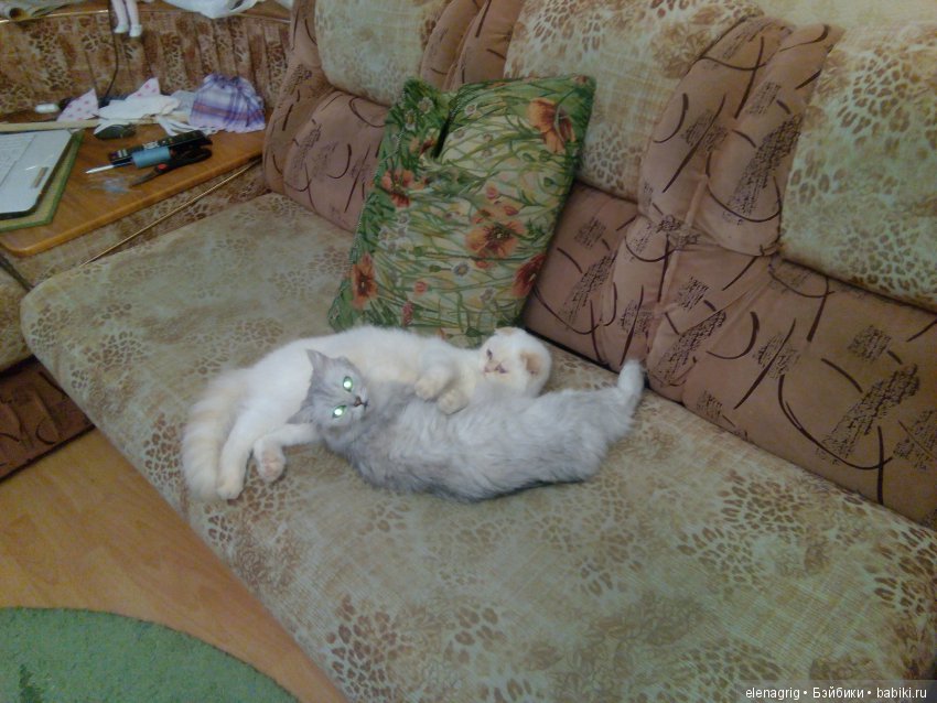 Кошки в нашем доме — В мире животных: смешные фото питомцев и зверей