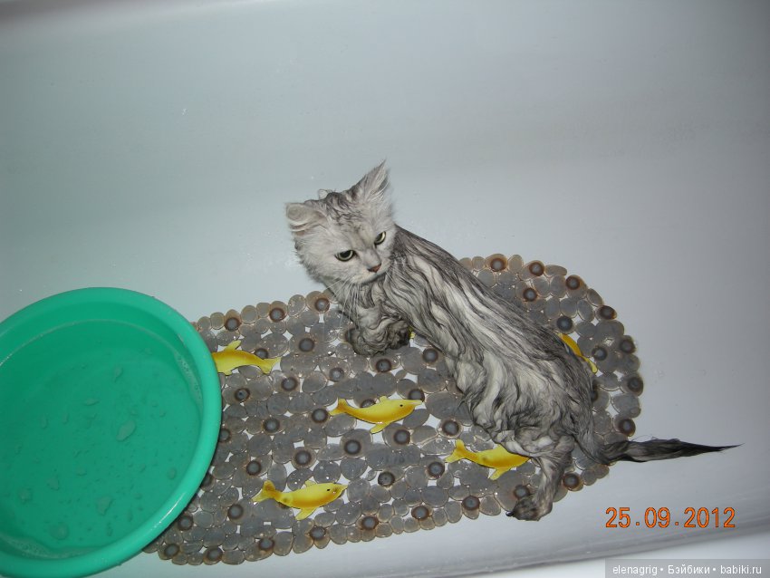 Кошки в нашем доме — В мире животных: смешные фото питомцев и зверей