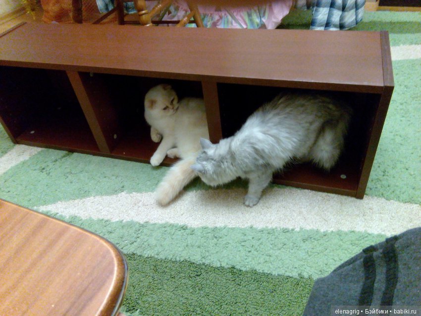 Кошки в нашем доме — В мире животных: смешные фото питомцев и зверей