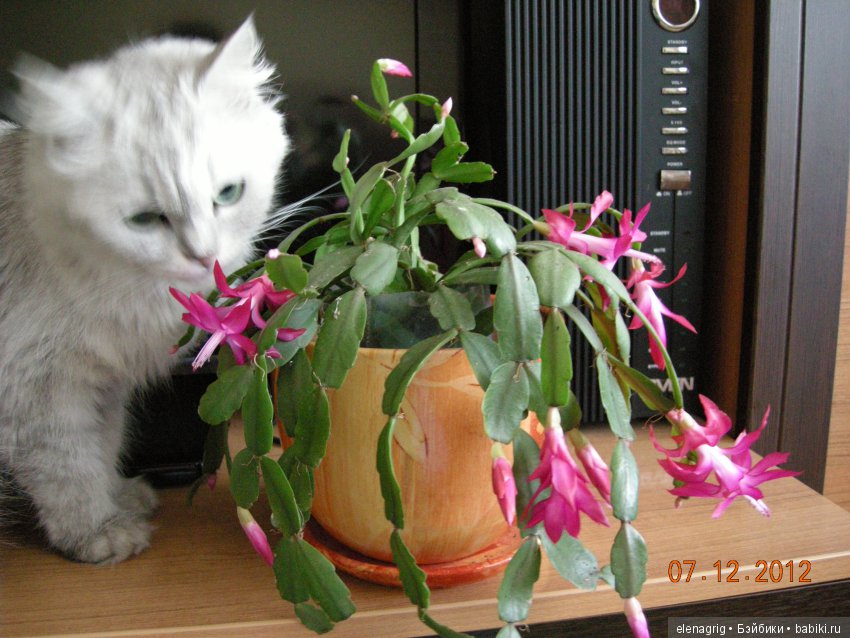 Кошки в нашем доме — В мире животных: смешные фото питомцев и зверей