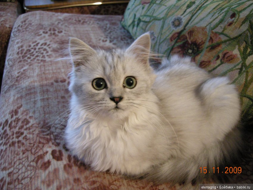 Кошки в нашем доме — В мире животных: смешные фото питомцев и зверей