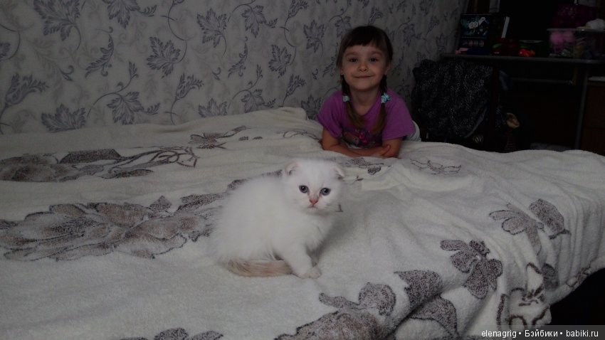 Кошки в нашем доме — В мире животных: смешные фото питомцев и зверей