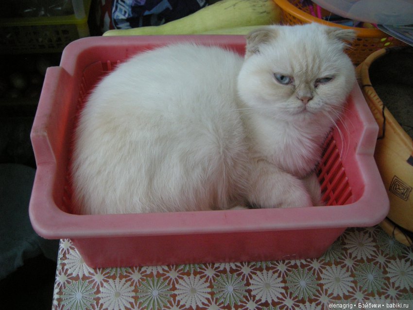 Кошки в нашем доме — В мире животных: смешные фото питомцев и зверей