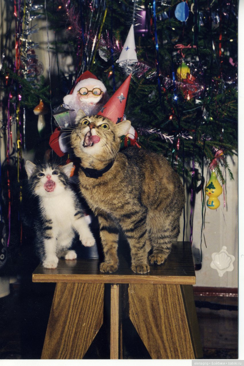 Кошки в нашем доме — В мире животных: смешные фото питомцев и зверей (фото 4)