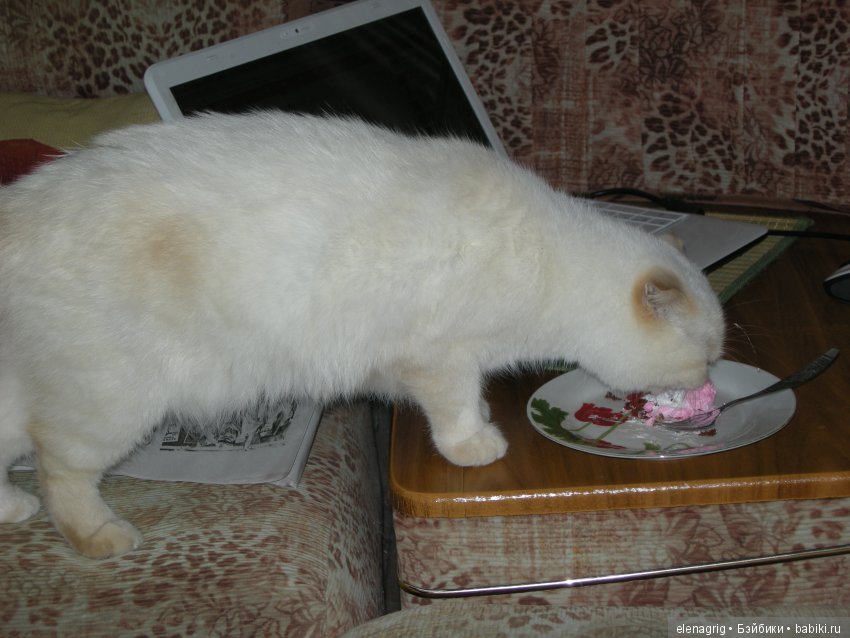 Кошки в нашем доме — В мире животных: смешные фото питомцев и зверей