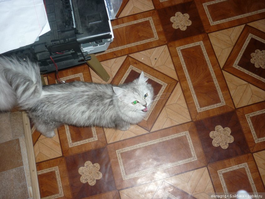 Кошки в нашем доме — В мире животных: смешные фото питомцев и зверей