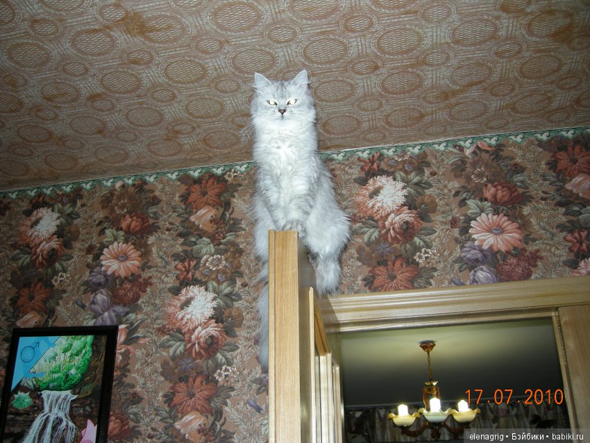 Кошки в нашем доме — В мире животных: смешные фото питомцев и зверей