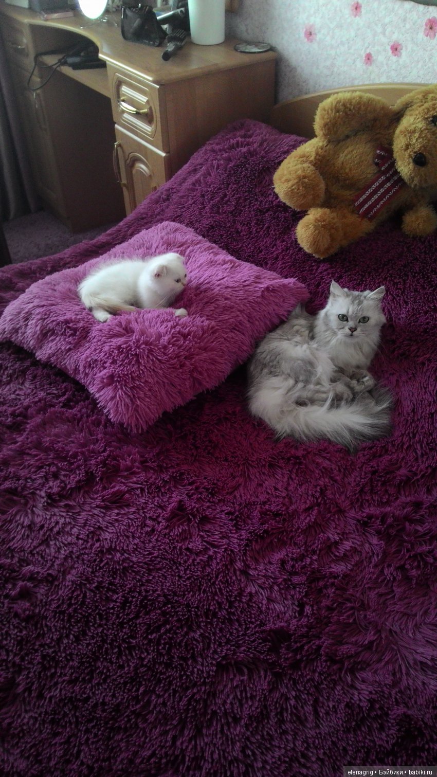 Кошки в нашем доме — В мире животных: смешные фото питомцев и зверей