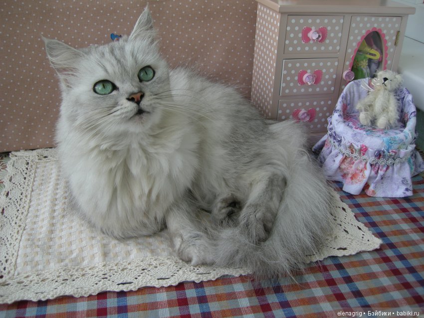 Кошки в нашем доме — В мире животных: смешные фото питомцев и зверей