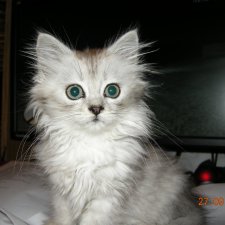 Кошки в нашем доме