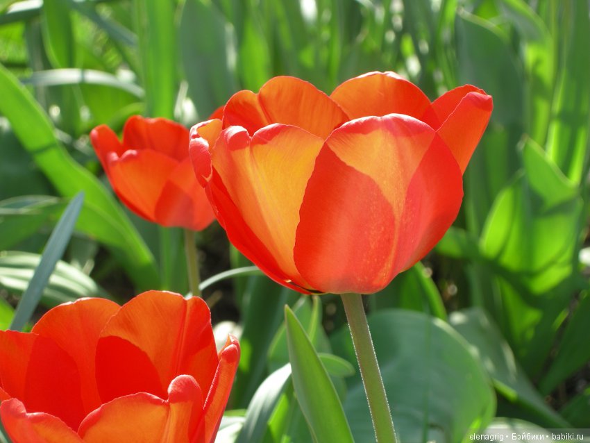 Маши и авторские игрушки