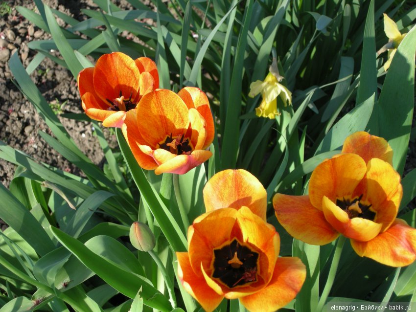 Маши и наша весна — Куклы Маша и Медведь (Simba): Маша в кармашке (фото 7)