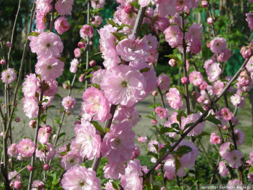 Маши и наша весна — Куклы Маша и Медведь (Simba): Маша в кармашке