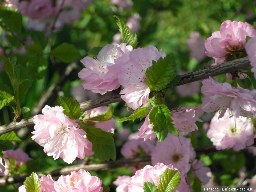 Маши и наша весна — Куклы Маша и Медведь (Simba): Маша в кармашке