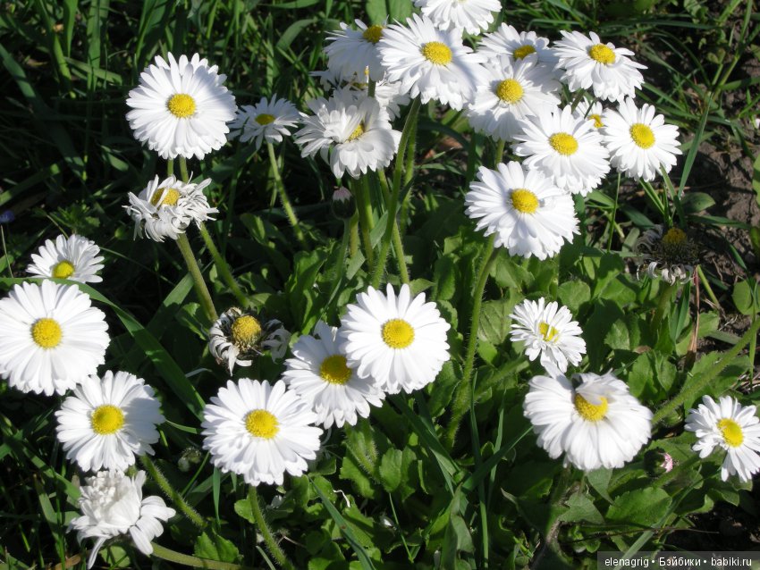 Маши и наша весна — Куклы Маша и Медведь (Simba): Маша в кармашке