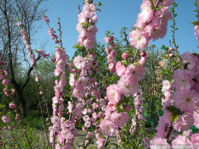 Маши и наша весна — Куклы Маша и Медведь (Simba): Маша в кармашке