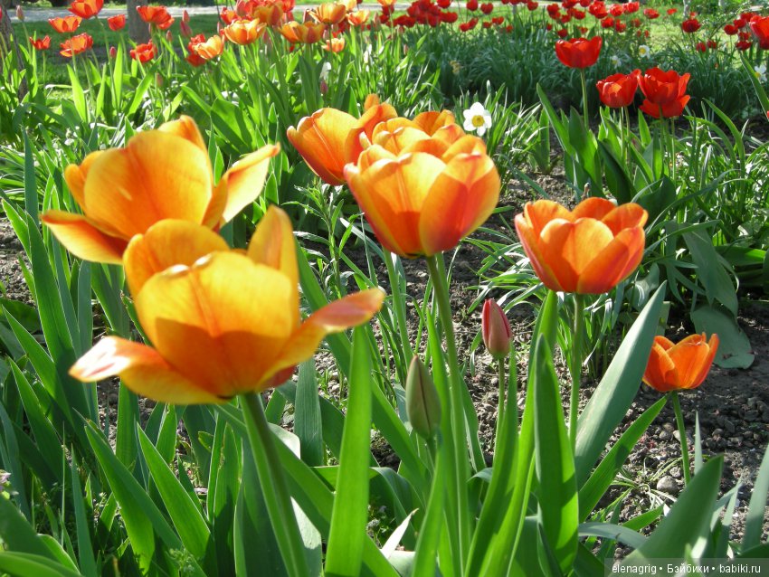 Маши и наша весна — Куклы Маша и Медведь (Simba): Маша в кармашке (фото 8)