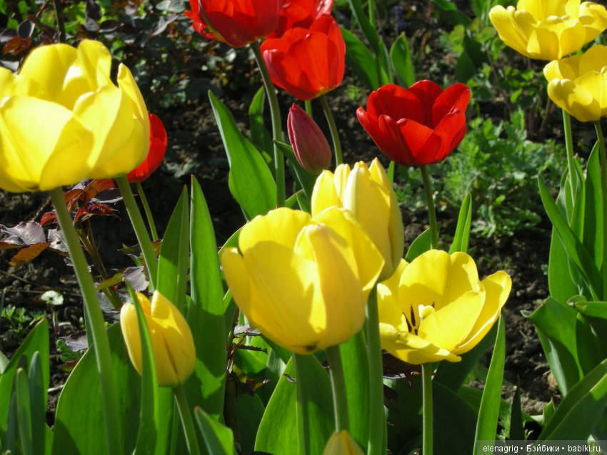 Маши и наша весна — Куклы Маша и Медведь (Simba): Маша в кармашке