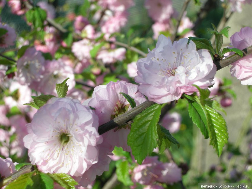Маши и наша весна — Куклы Маша и Медведь (Simba): Маша в кармашке