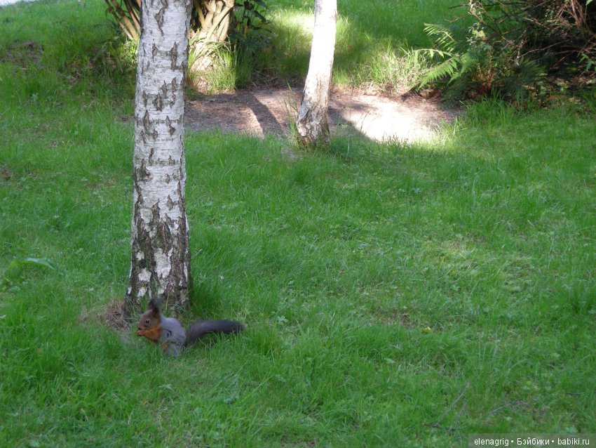 Я в Сочи, будто в чудной сказке. Прогулки плюшечек