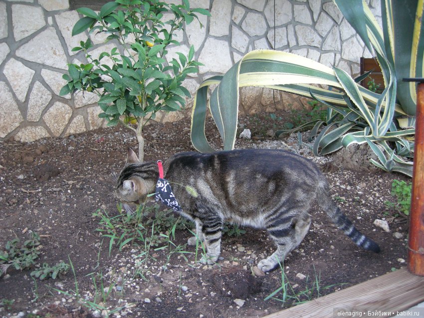 Селина Kidz'n'Cats в Хорватии. Часть вторая