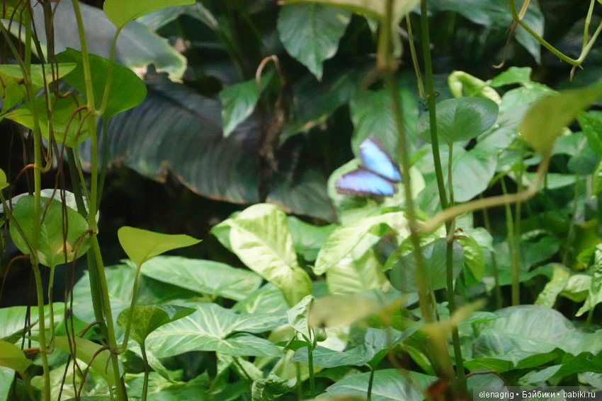 московский зоопарк