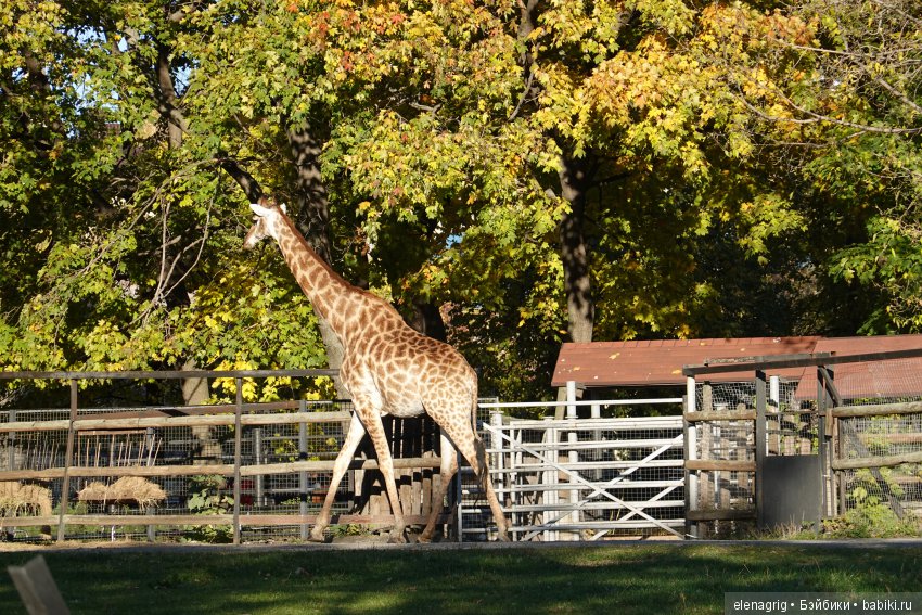 московский зоопарк