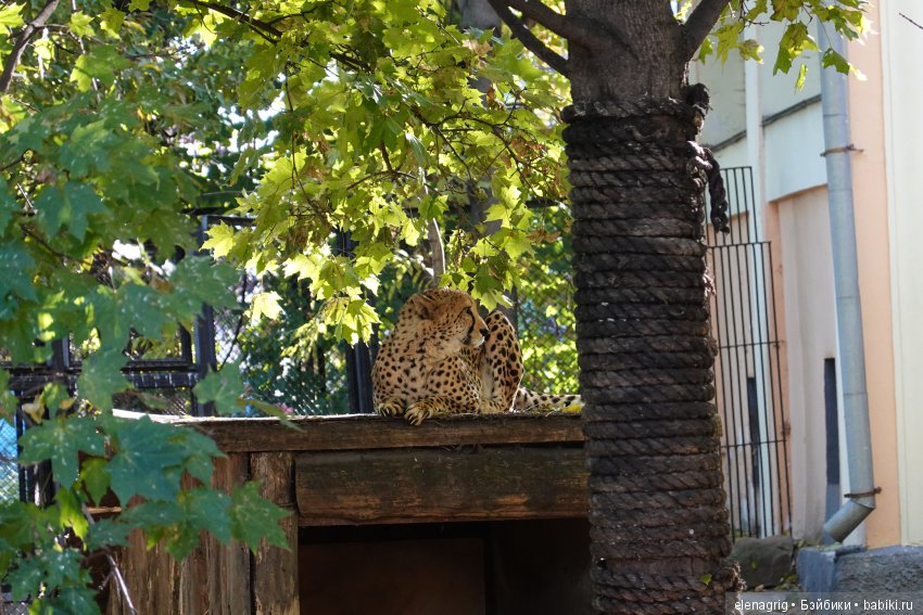 московский зоопарк