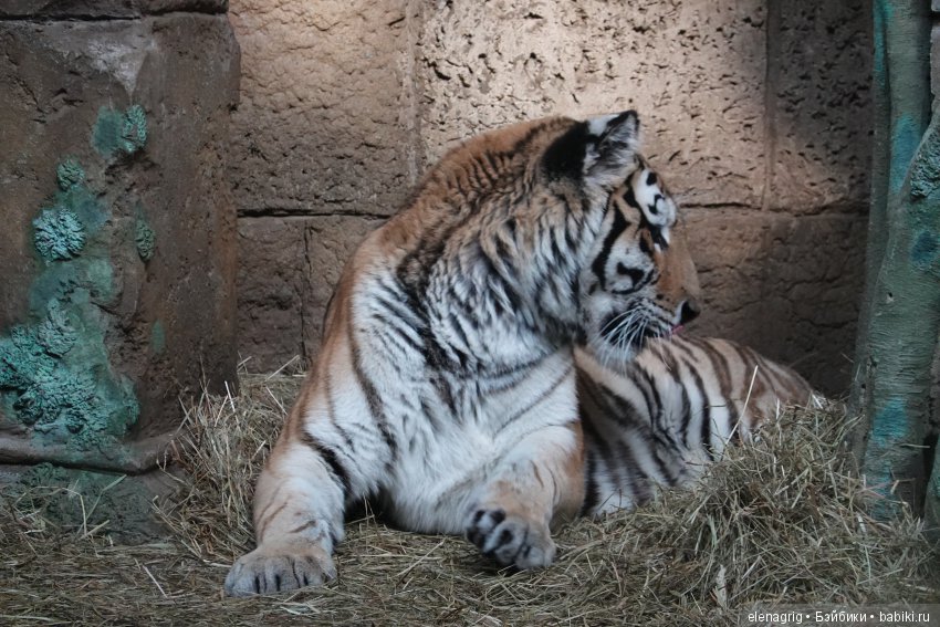 московский зоопарк