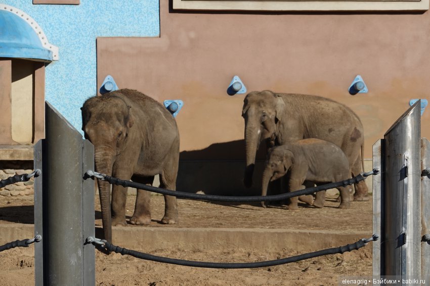 московский зоопарк