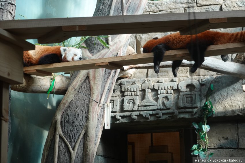 московский зоопарк