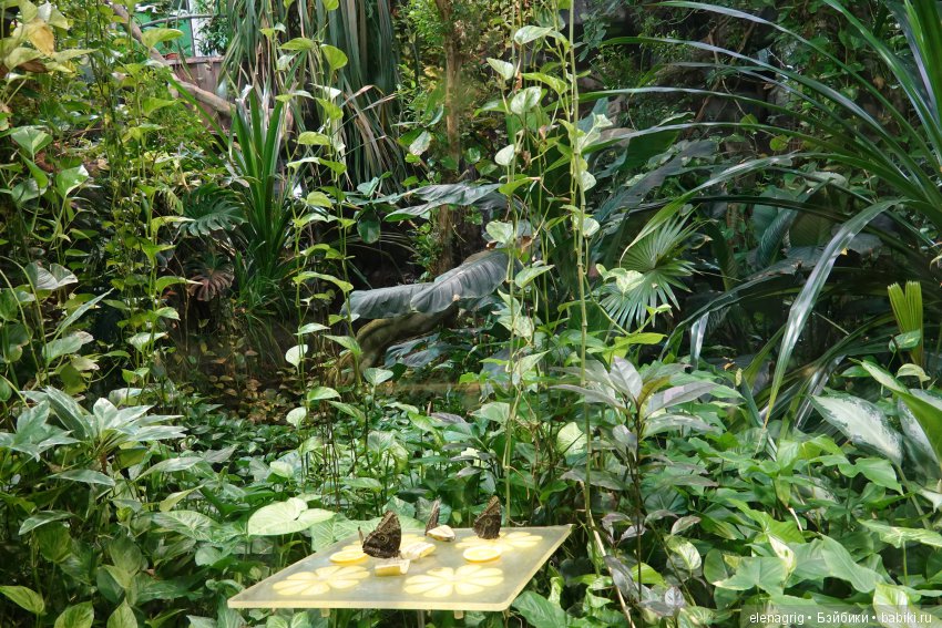 московский зоопарк