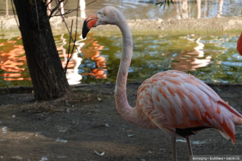 московский зоопарк