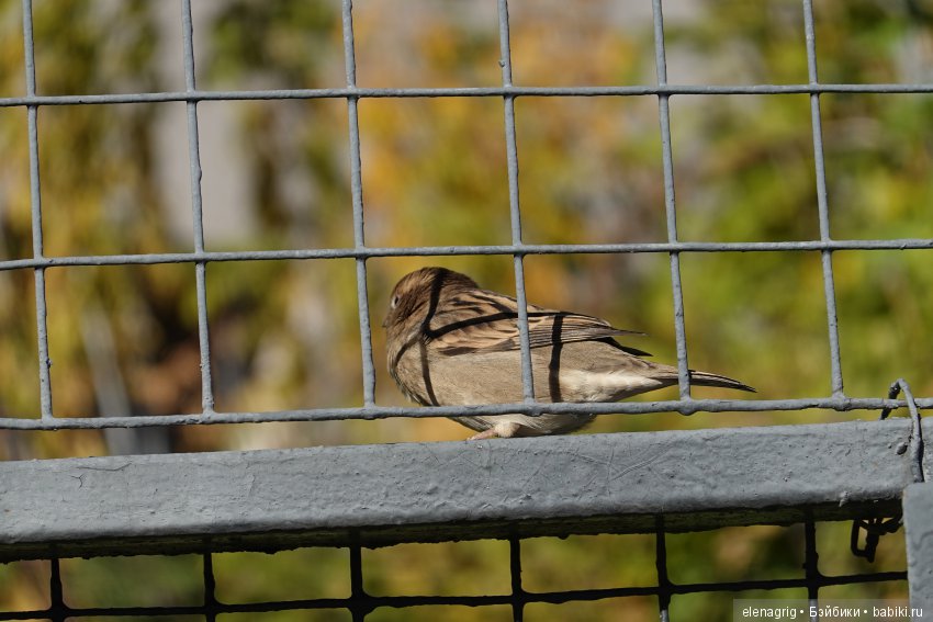 московский зоопарк