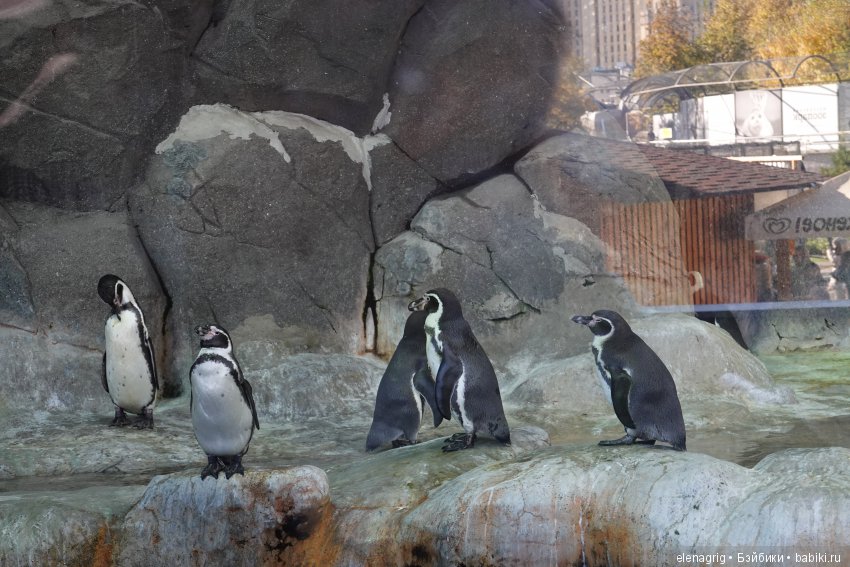 московский зоопарк