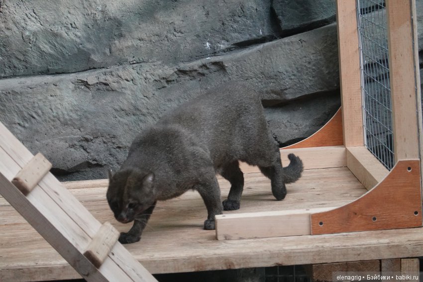 московский зоопарк