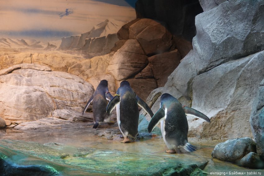 московский зоопарк