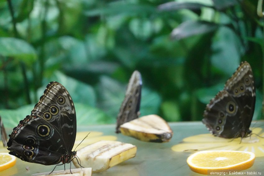 московский зоопарк