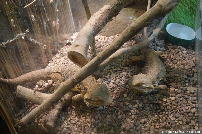 московский зоопарк