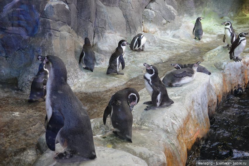 московский зоопарк