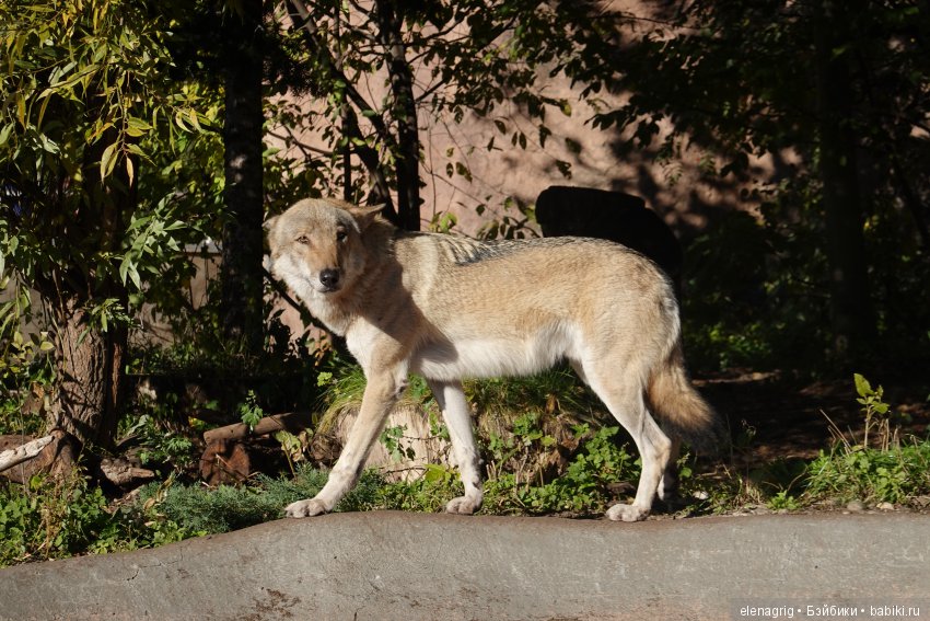 московский зоопарк