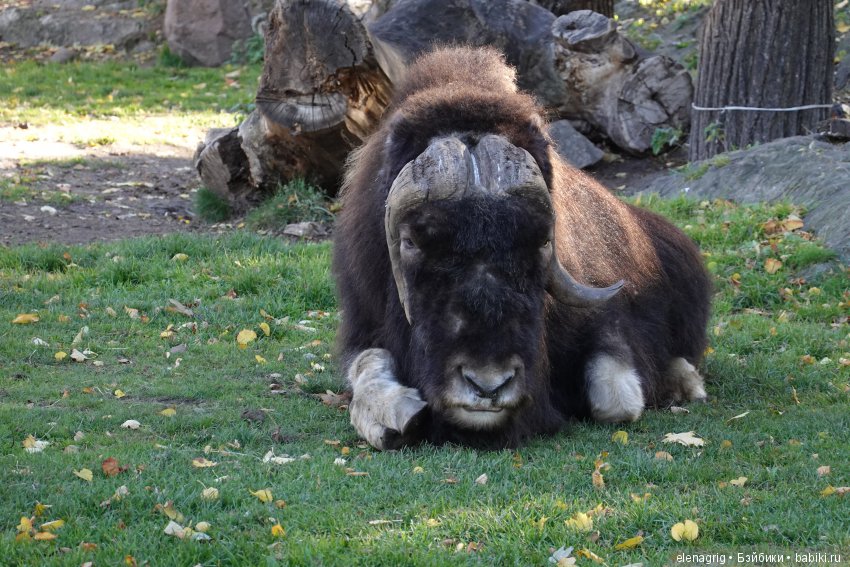 московский зоопарк