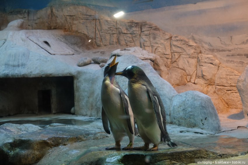 московский зоопарк