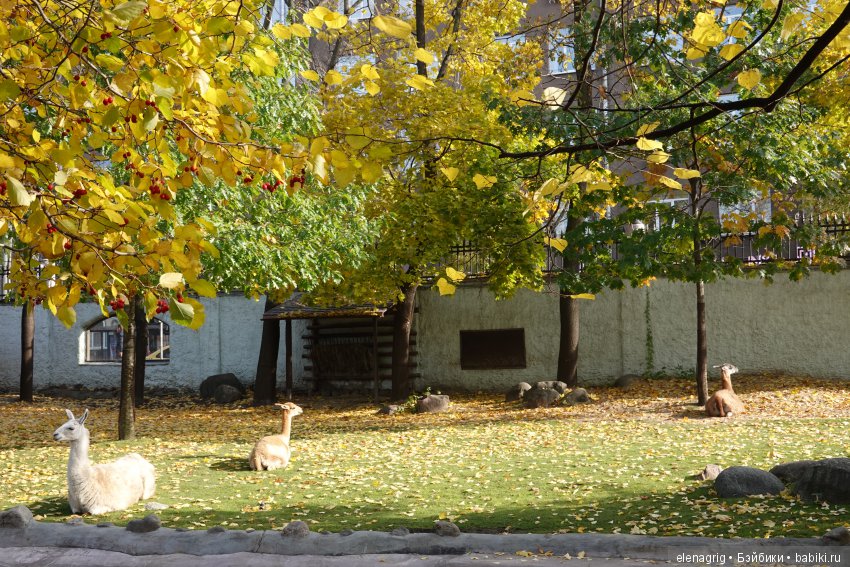 московский зоопарк